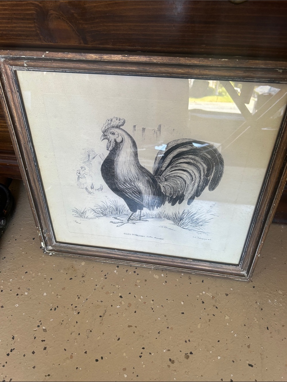 Framed Rooster Illustration - Black & Cream Vintage Print